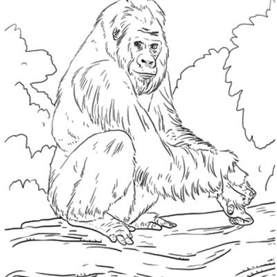 Ourcoloringpage Gorillas 21