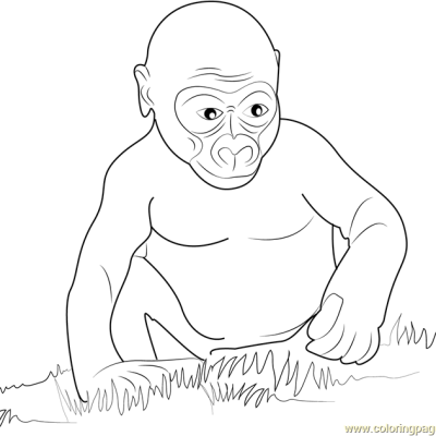 Ourcoloringpage Gorillas 22