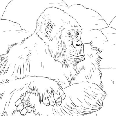 Ourcoloringpage Gorillas 26