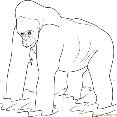 Ourcoloringpage Gorillas 27