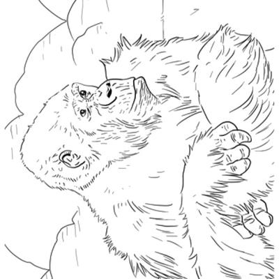 Ourcoloringpage Gorillas 28