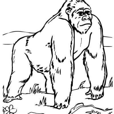 Ourcoloringpage Gorillas 30