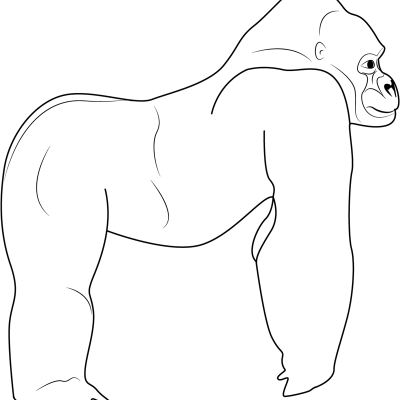 Ourcoloringpage Gorillas 33