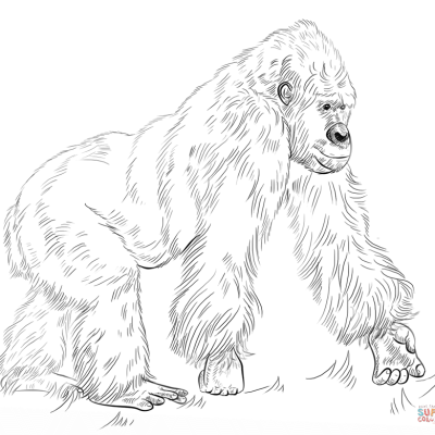Ourcoloringpage Gorillas 37