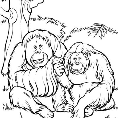 Ourcoloringpage Gorillas 38