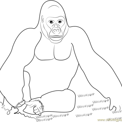 Ourcoloringpage Gorillas 42