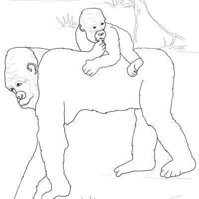Ourcoloringpage Gorillas 43