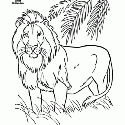 Ourcoloringpage Lions 25