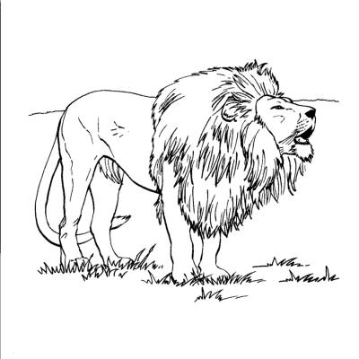 Ourcoloringpage Lions 61