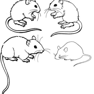 Ourcoloringpage Mouse 14