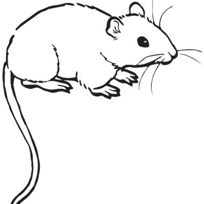 Ourcoloringpage Mouse 17