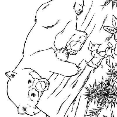 Ourcoloringpage Pandas 22