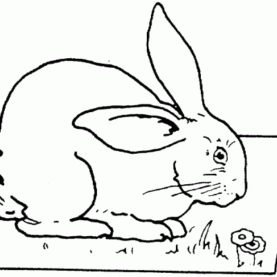 Ourcoloringpage Rabbits 12