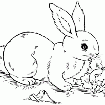Ourcoloringpage Rabbits 7