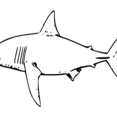 Ourcoloringpage Sharks 16