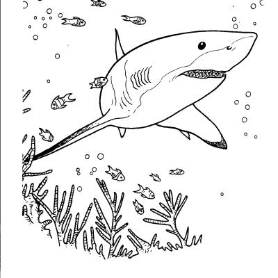 Ourcoloringpage Sharks 18