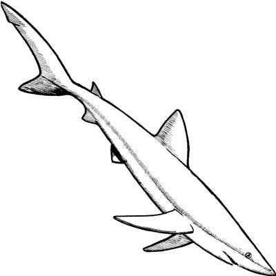 Ourcoloringpage Sharks 24