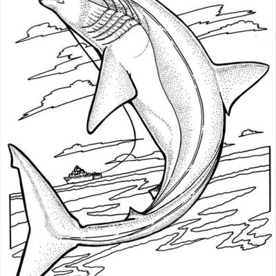 Ourcoloringpage Sharks 29