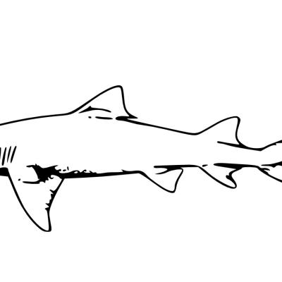 Ourcoloringpage Sharks 31
