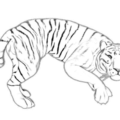 Ourcoloringpage Tigers 11