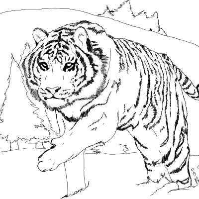 Ourcoloringpage Tigers 13