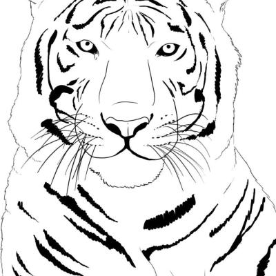 Ourcoloringpage Tigers 14