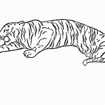 Ourcoloringpage Tigers 1