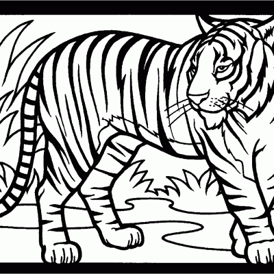 Ourcoloringpage Tigers 2