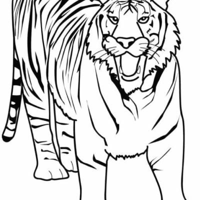 Ourcoloringpage Tigers 30