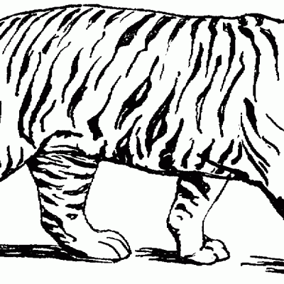 Ourcoloringpage Tigers 34