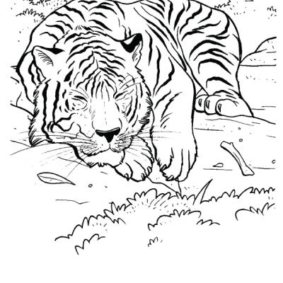 Ourcoloringpage Tigers 35