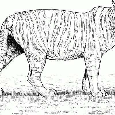 Ourcoloringpage Tigers 4