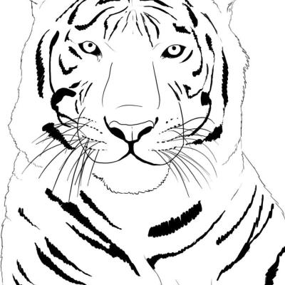 Roar with Creativity: Tiger Coloring Pages for Kids - Unleash the Wild Side!